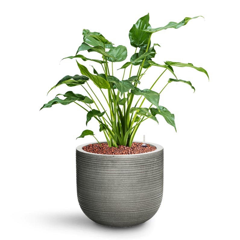 Alocasia cucullata - Hooded Dwarf Elephant Ear - HydroCare & Cody Plant Pot - Ridged Dark Grey