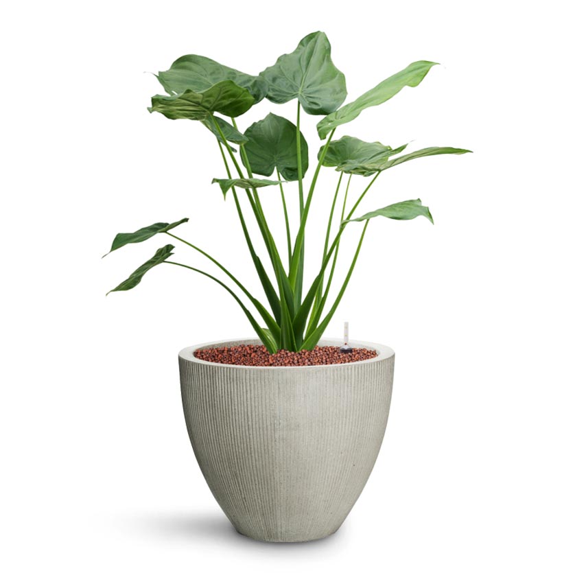 Alocasia cucullata - Hooded Dwarf Elephant Ear - HydroCare & Jesslyn Plant Pot - Ridged Cement