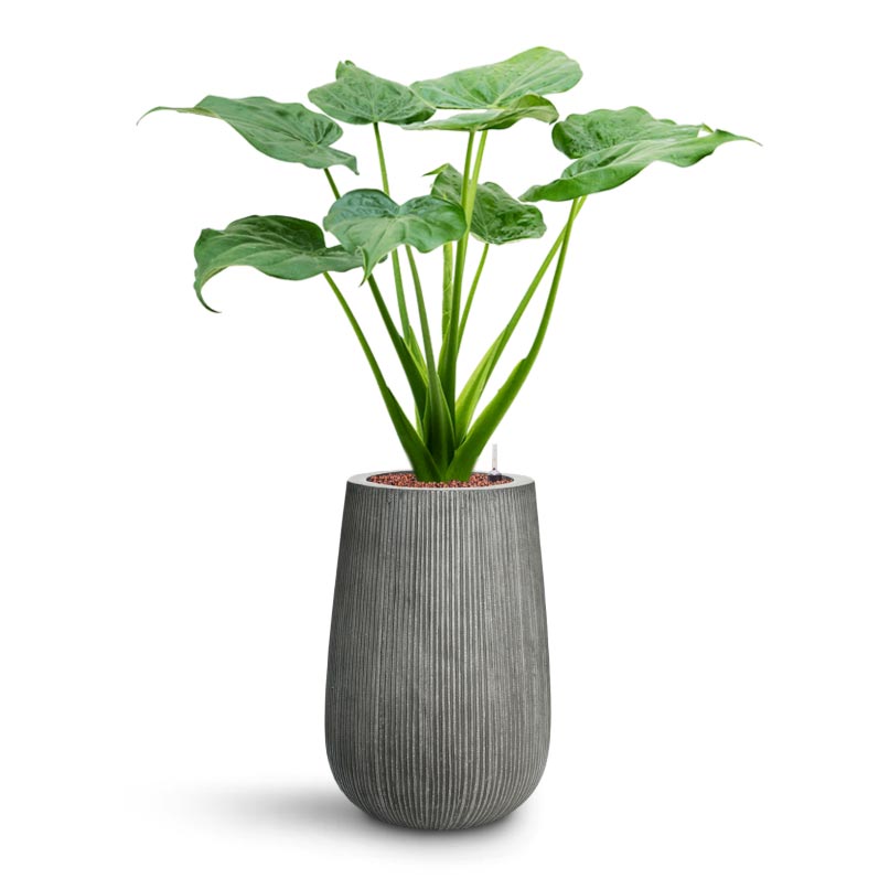 Alocasia cucullata - Hooded Dwarf Elephant Ear - HydroCare & Patt High Plant Vase - Ridged Dark Grey