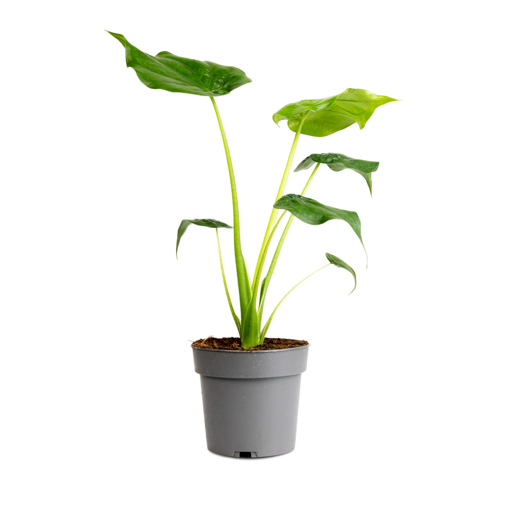 Alocasia cucullata - 14x45cm