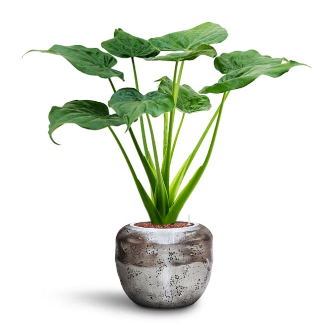 Alocasia cucullata - Hooded Dwarf Elephant Ear - Hydroculture & Opus Raw Couple Planter - Silver