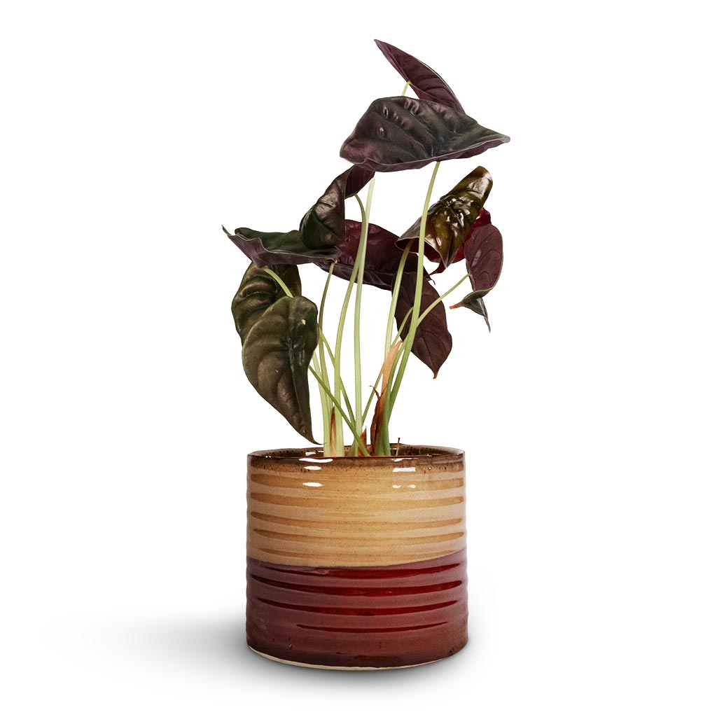Alocasia cuprea Red Secret - Elephant Ear & Didi Plant Pot - Rustic Red Dip