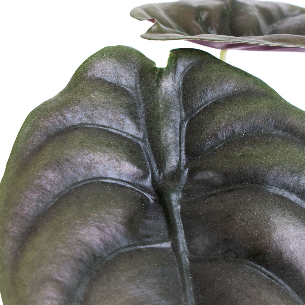 Alocasia cuprea Red Secret In Celeste Pot Cream