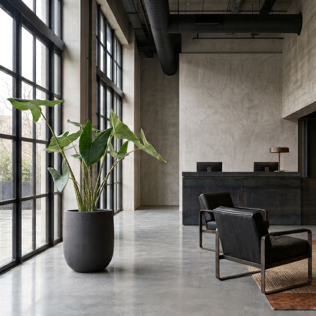 Alocasia zebrina Tiger - 32x130cm In Grigio Tall Egg Pot Planter Anthracite Concrete - 52x61cm