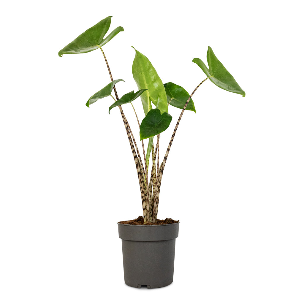 Alocasia zebrina Tiger - Elephant Ear - 13 x 45cm
