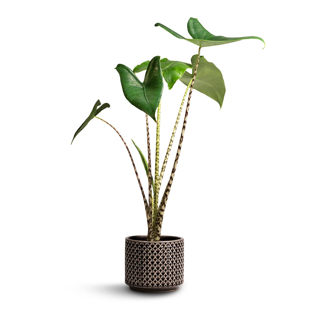 Alocasia zebrina Tiger - Elephant Ear & Thies Plant Pot - Anthracite