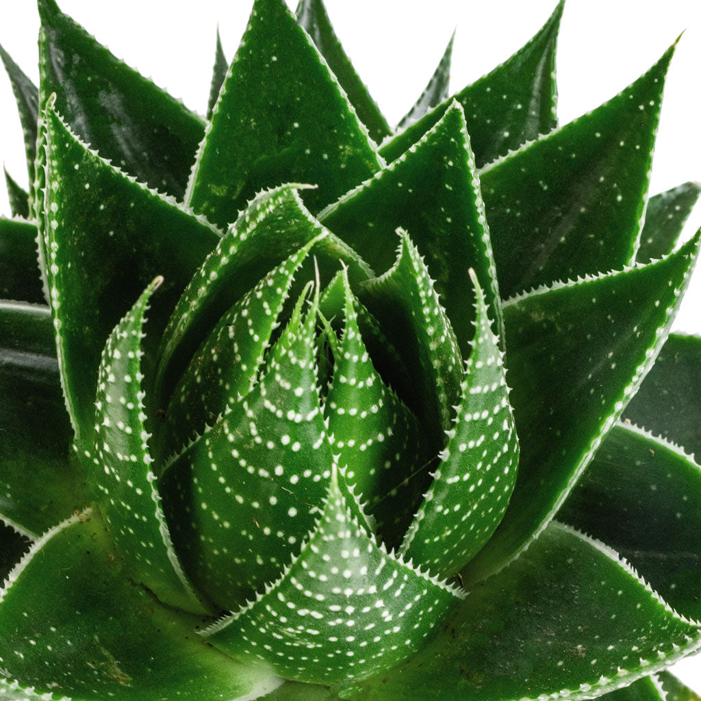 Aloe aristata Cosmo & Saar Earth Plant Pot
