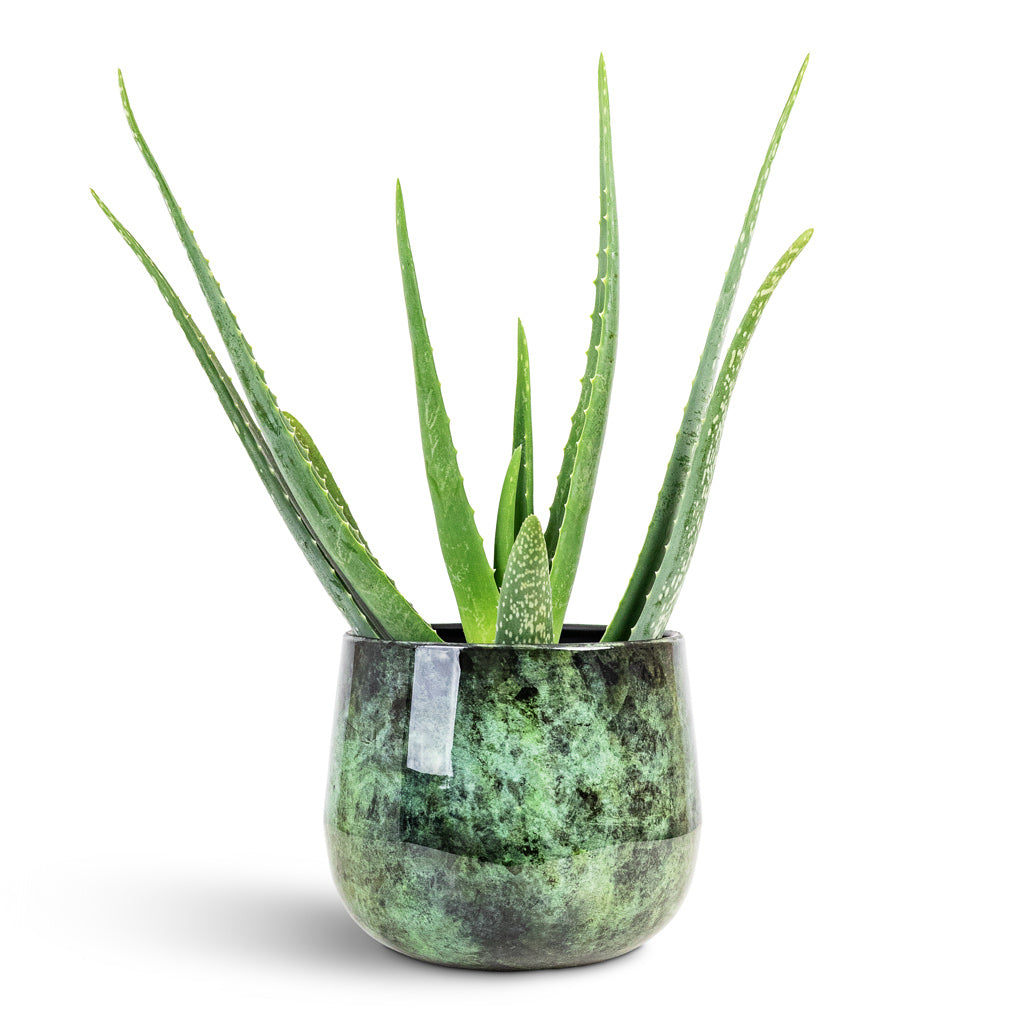 Aloe vera 15x50cm House Plant In Emmie Metal Pot Mystic Green 19x17cm