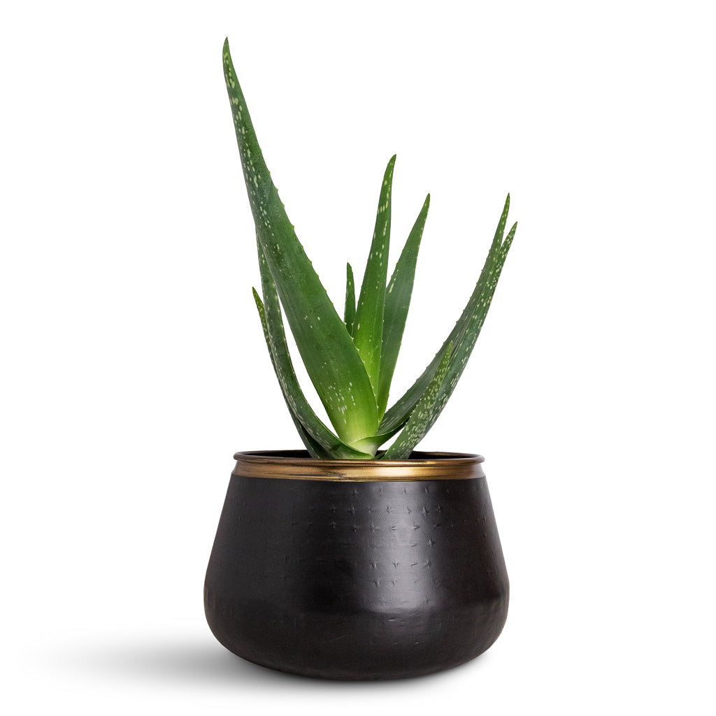 Aloe vera In Sahara Pot Slate