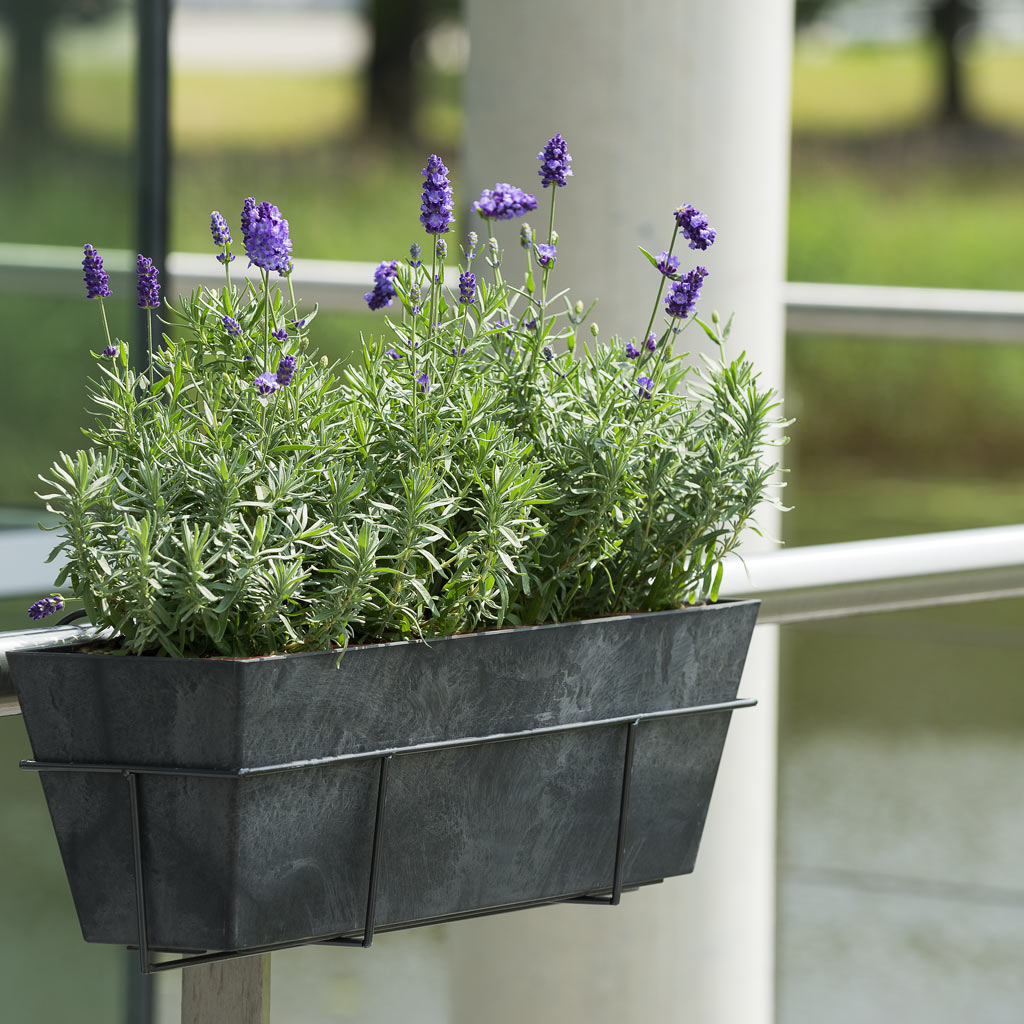 Ella Artstone Balcony Trough Planter - Black & Amy Holder With Lavendar