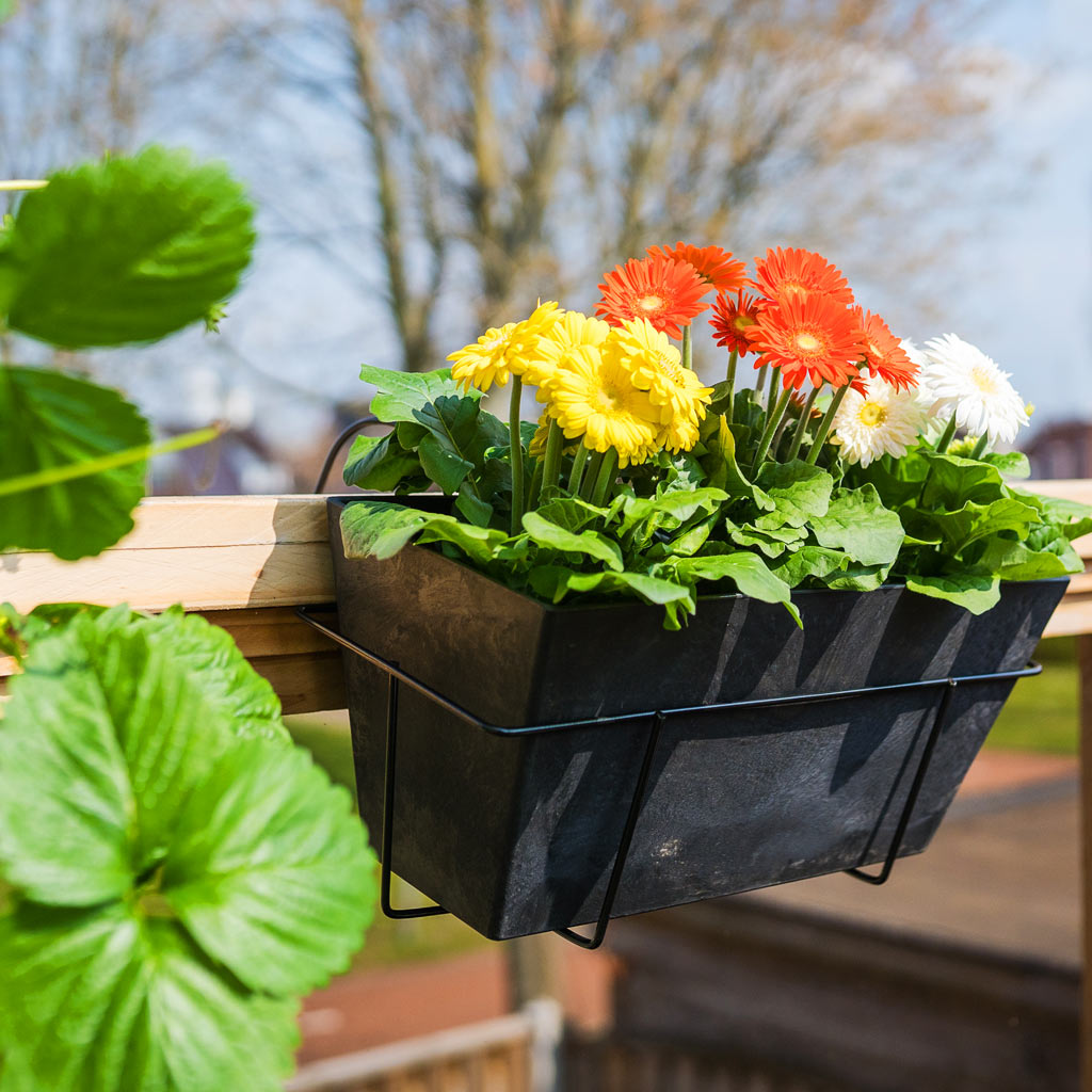 Ella Artstone Balcony Trough Planter - Black & Amy Holder With Gerberas
