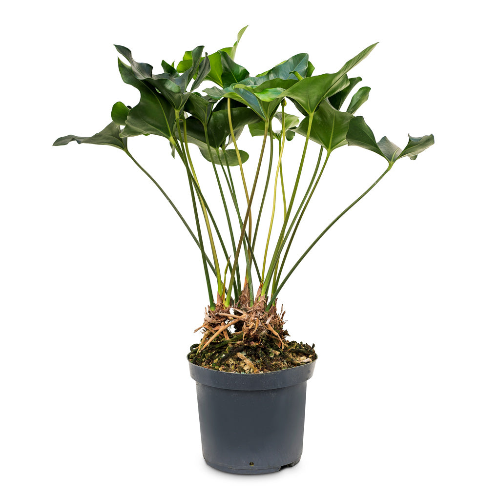 Anthurium Arrow - 30 x 90cm