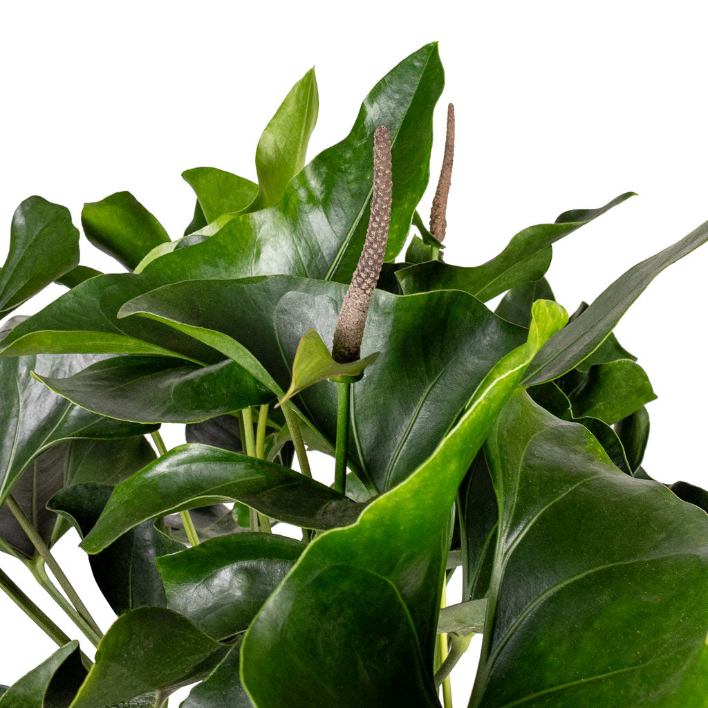 Anthurium Arrow - 30x90cm - Bordo New Egg Pot Planter Clay - 45x38cm