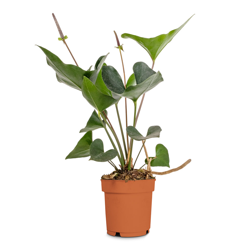 Anthurium Arrow