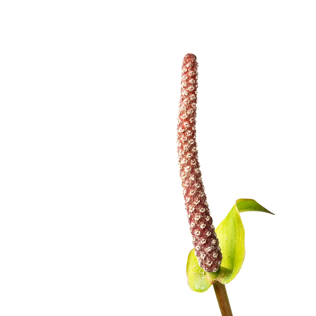 Anthurium Arrow Flower