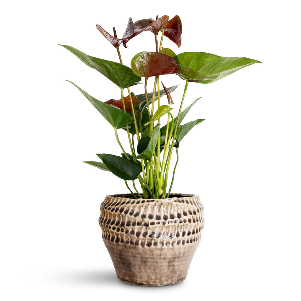 Anthurium Black Love - 12x40cm In Deb Pot Aubergine - 20x15cm