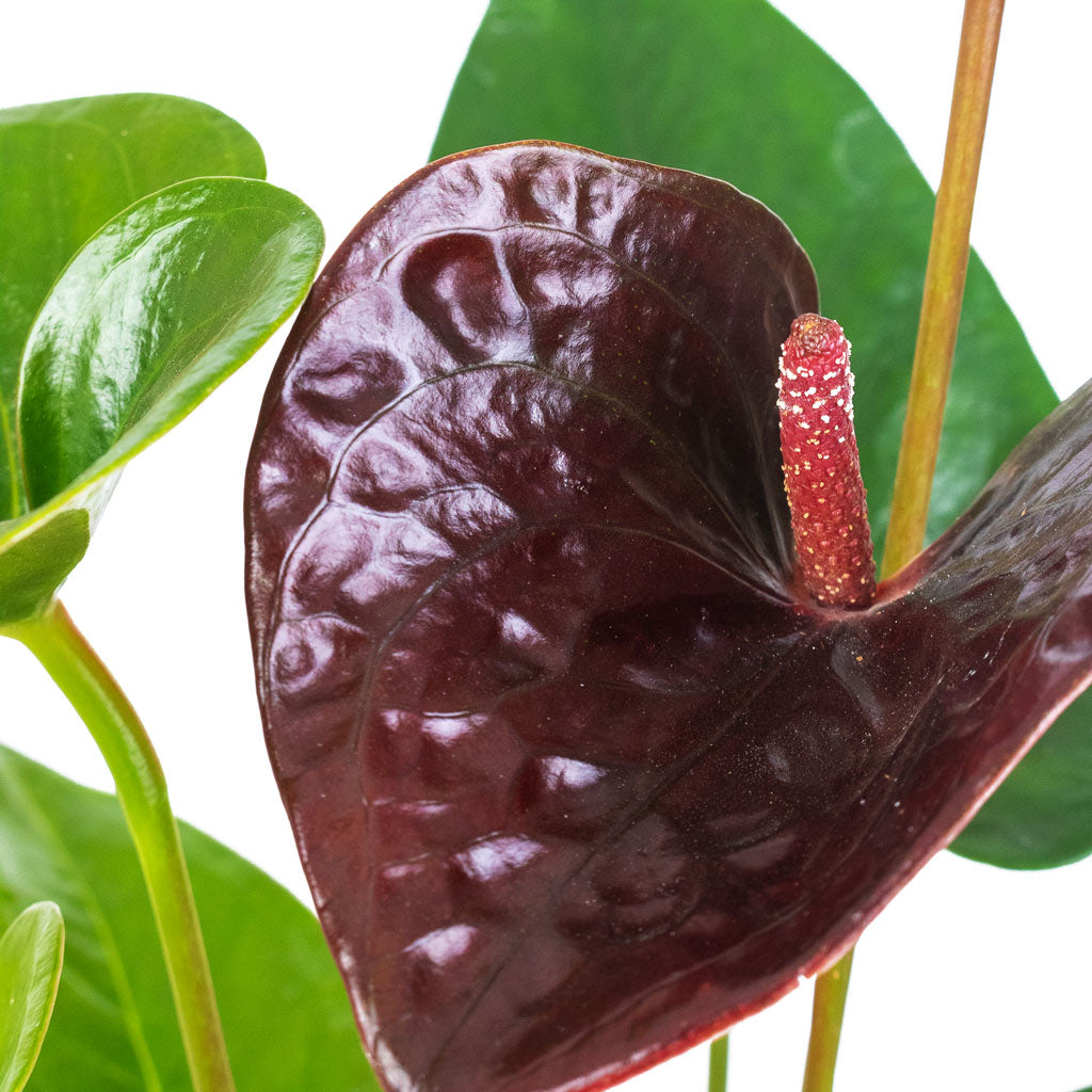 Anthurium-Black-Love-12x40cm-Jules-Shiny-Purple-15x13cm