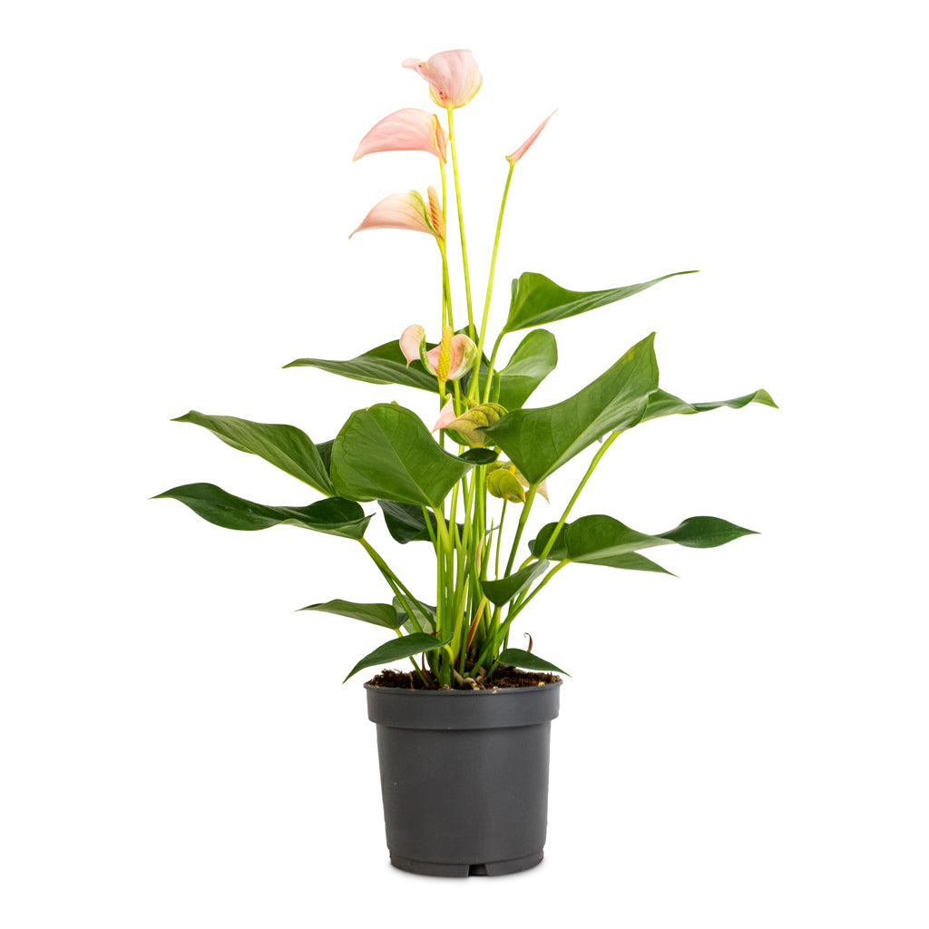 Anthurium - Flamingo Flower - Joli Peach - 12 x 40cm