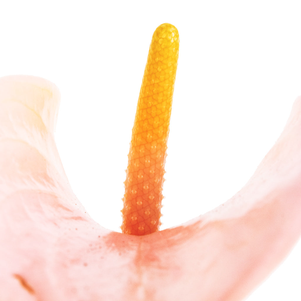 Anthurium - Flamingo Flower - Joli Peach Stamen