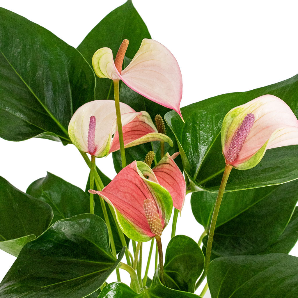 Anthurium - Flamingo Flower - Joli Pulse & Copenhagen Plant Pot - Pink