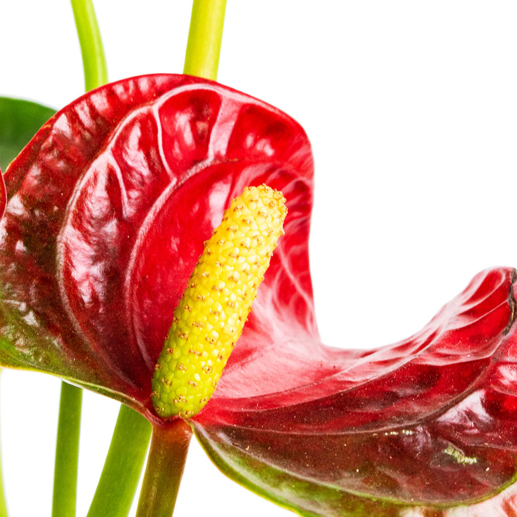 Anthurium - Flamingo Flower - Royal Red