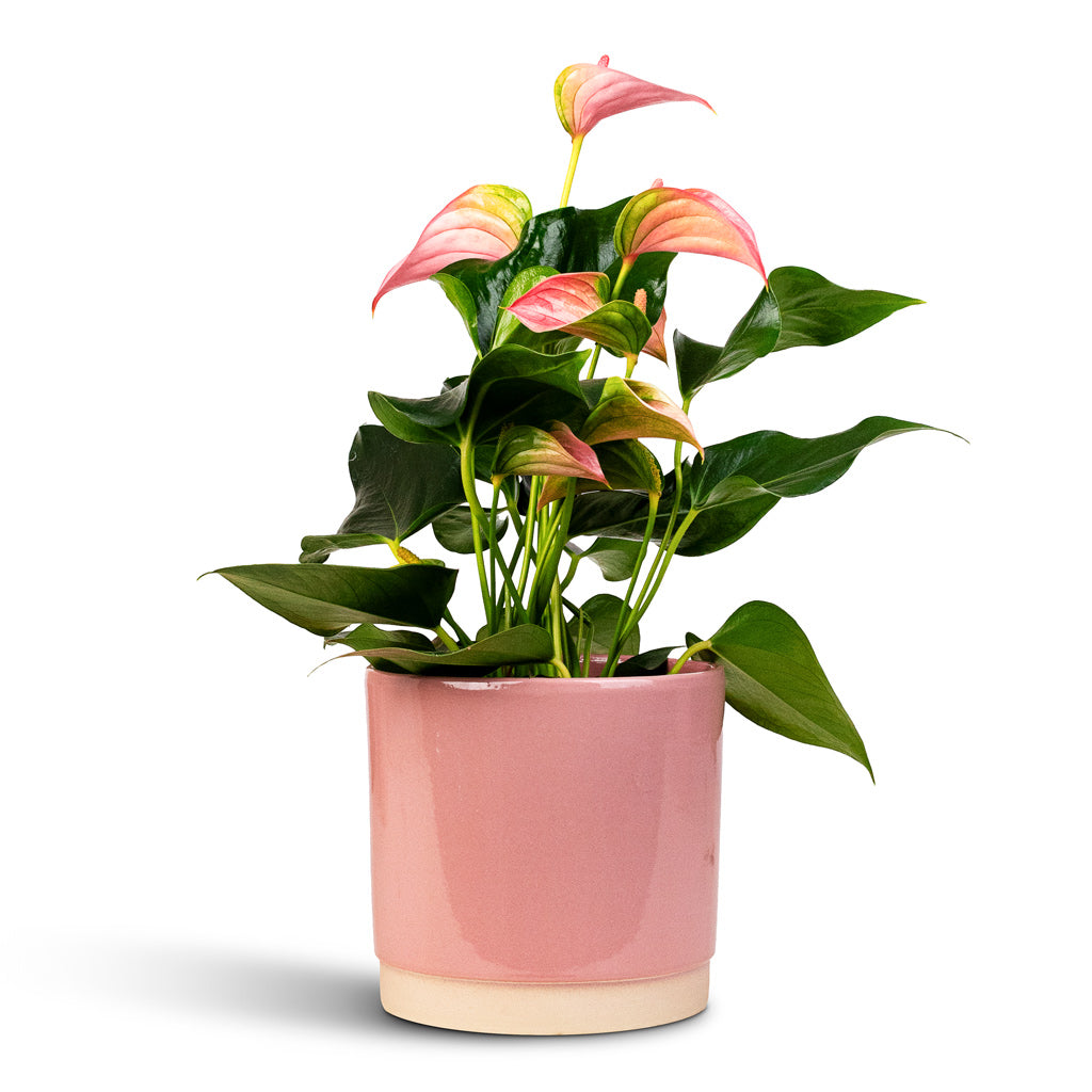 Anthurium Joli 12x40cm In Saske Pot Pastel Rose 16x15cm 
