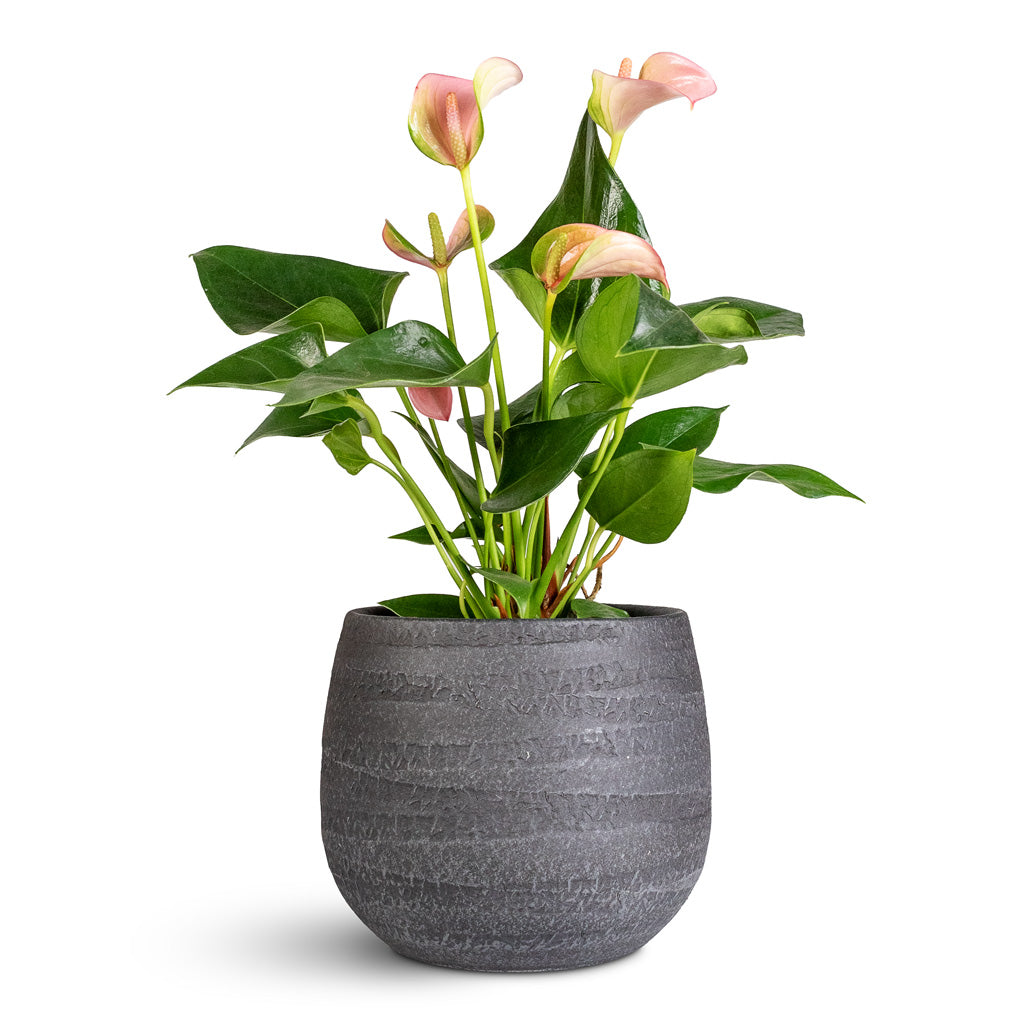 Anthurium Joli 9x25cm Joyce Pot Anthracite 15x13cm