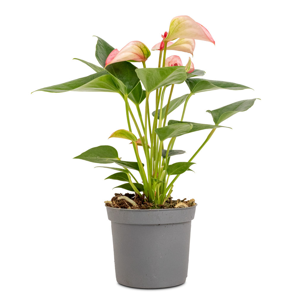 Anthurium Joli - 9x25cm