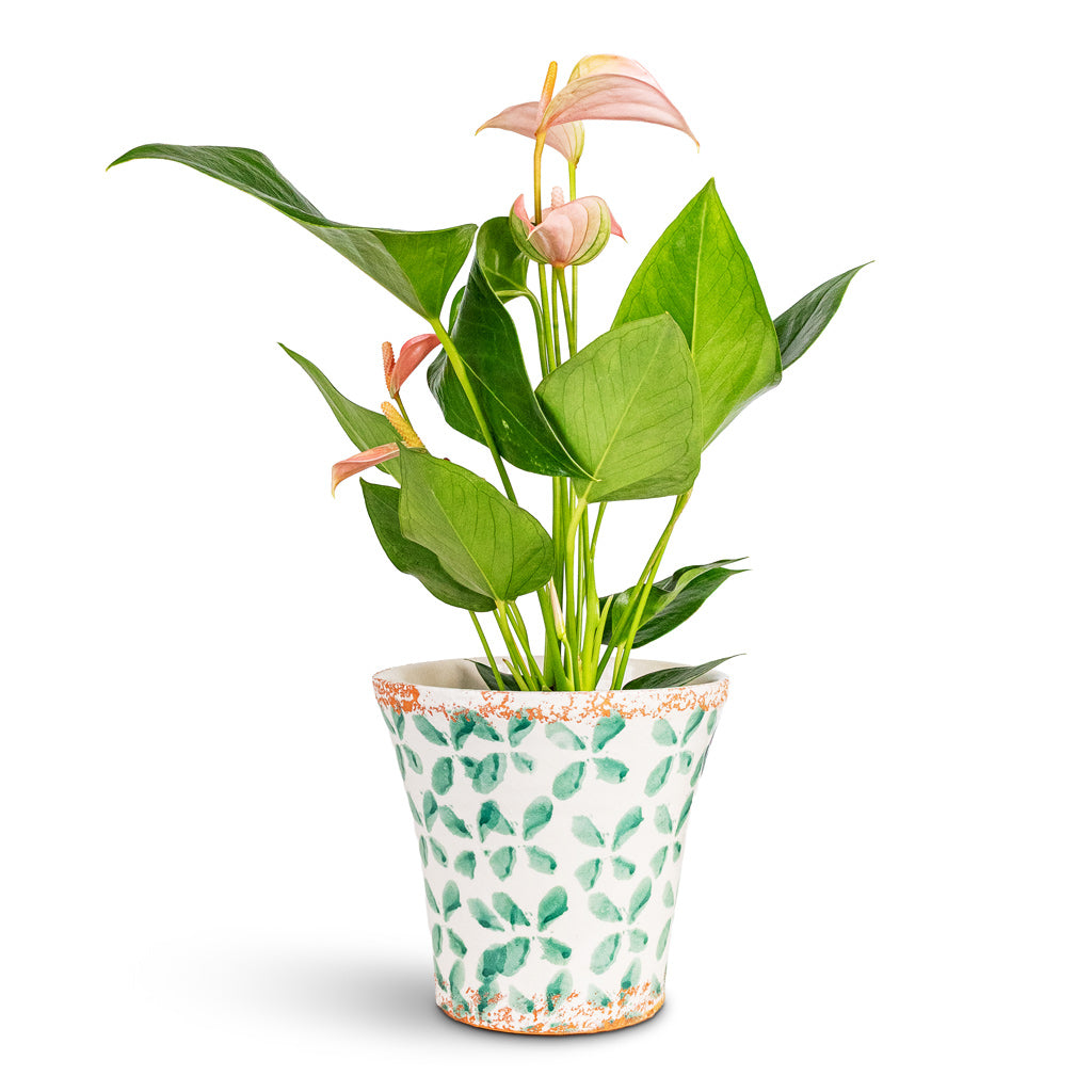 Anthurium Joli Peach 12x40cm House Plant In Porto Pot Green Tile 17x16.5cm
