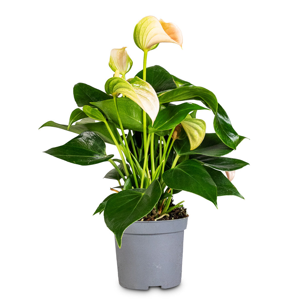 Anthurium Joli Peach - 9x15cm
