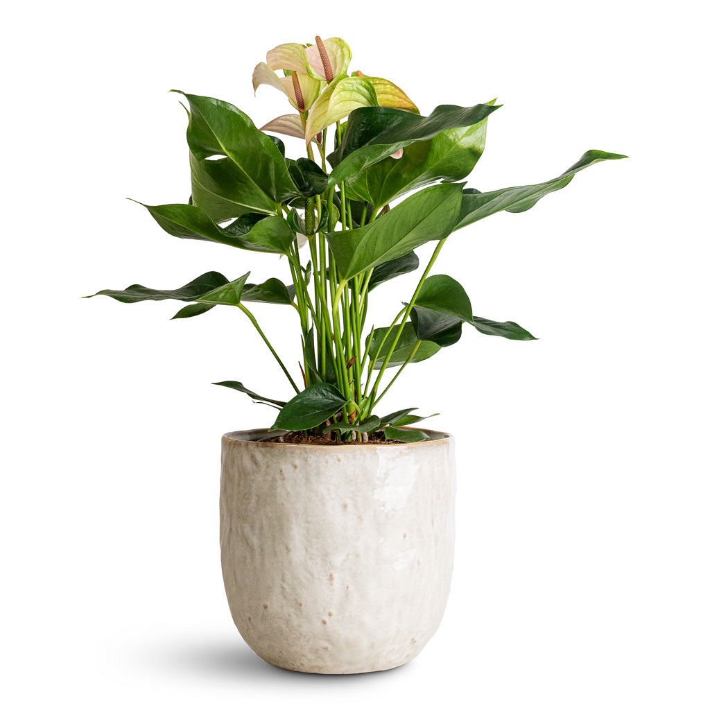 Anthurium Joli Pulse - 17x60cm In Brian Pot Ivory - 23x22cm