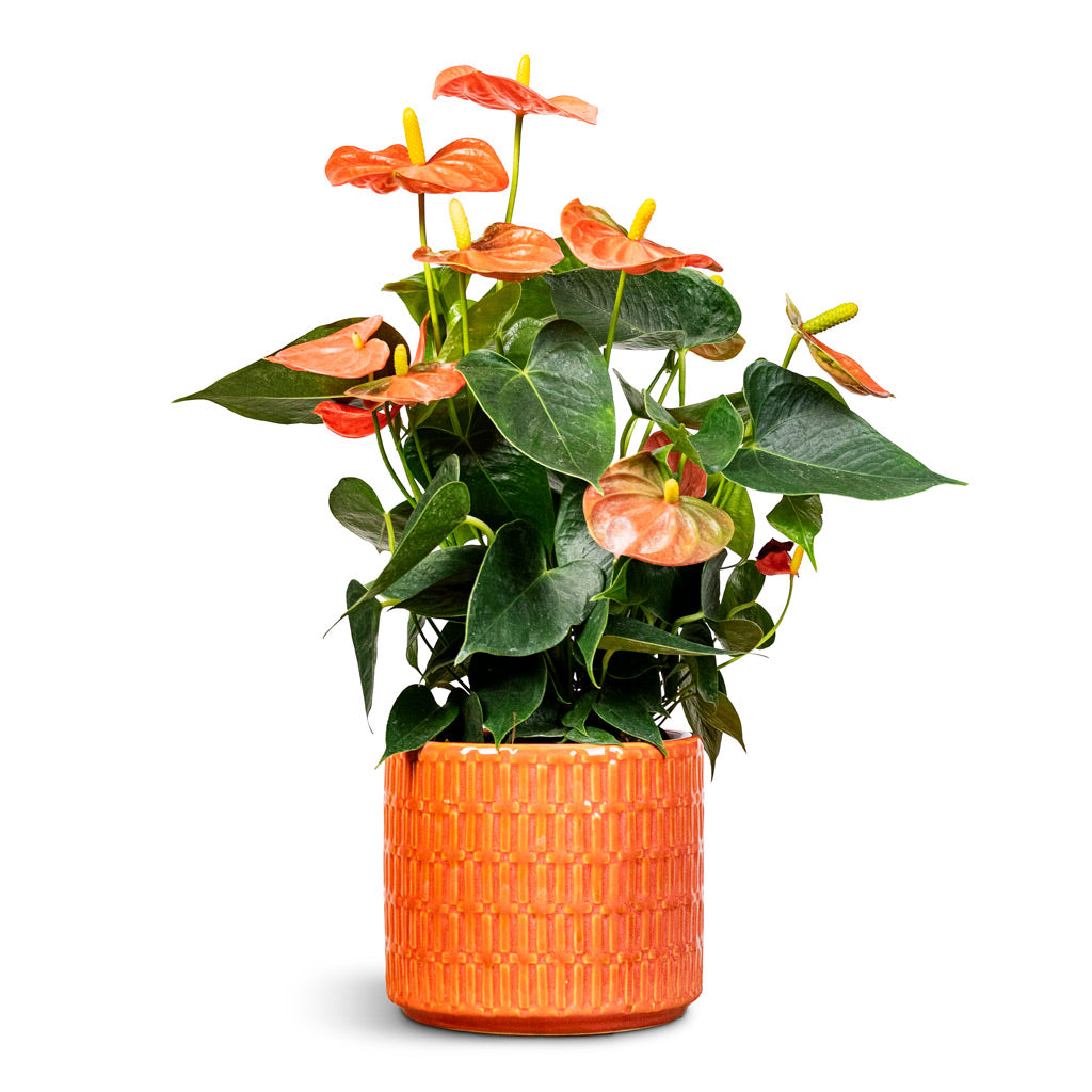 Anthurium Orange Champion 14x40cm House Plant In Flor Pot Orange 17x15cm