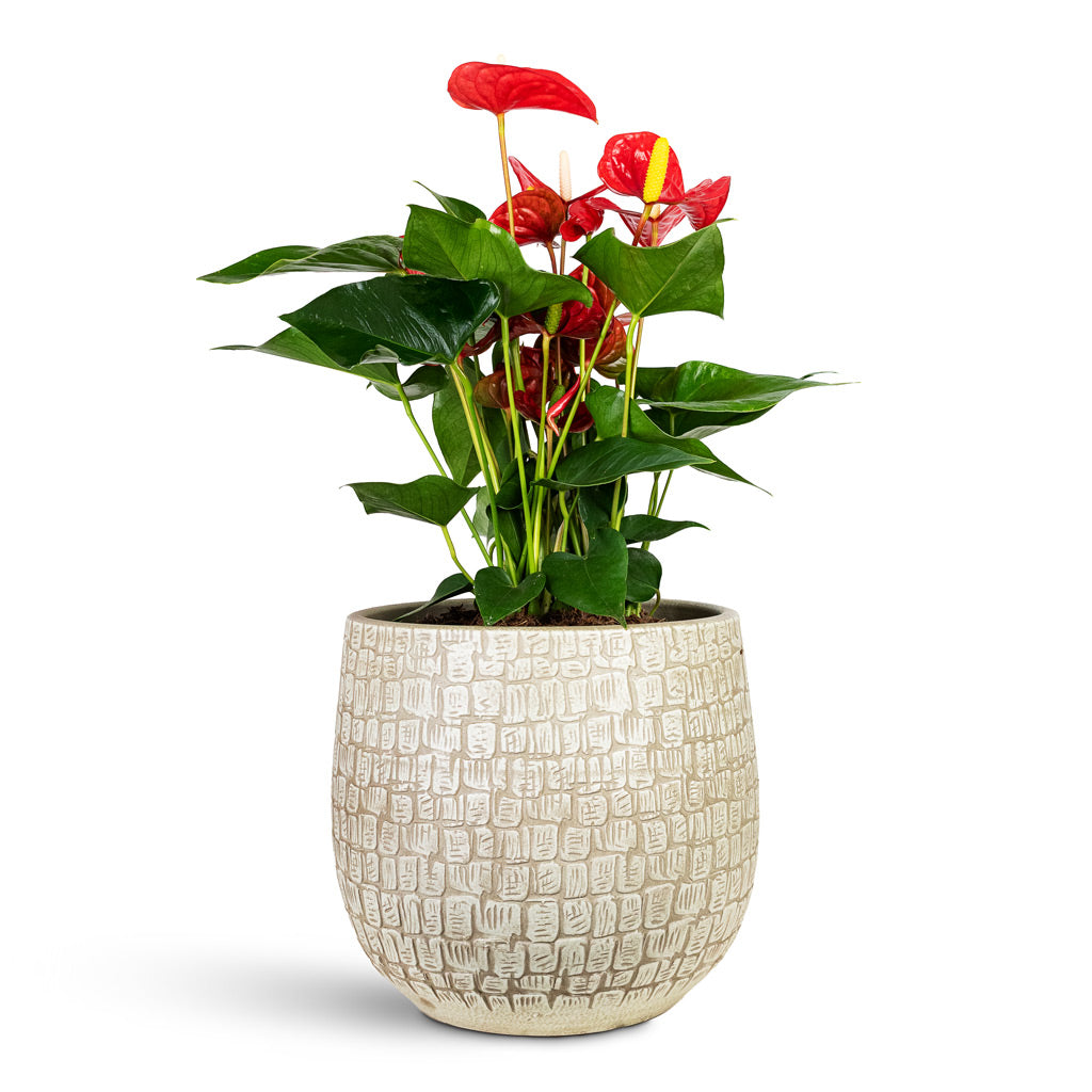 Anthurium Royal Red 20x50cm House Plant In Renzo Pot Sand 26x26cm