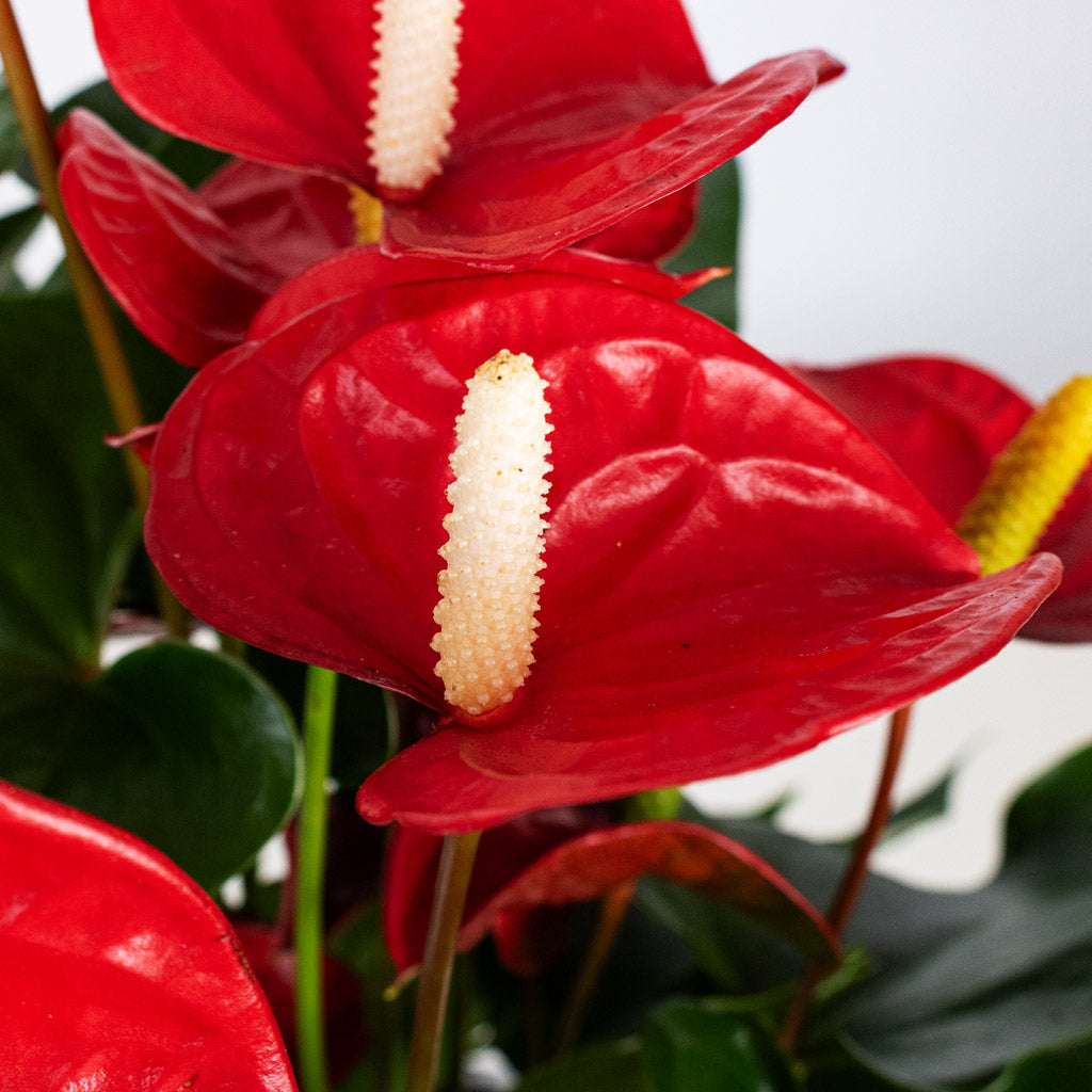 Anthurium Royal Red Close up