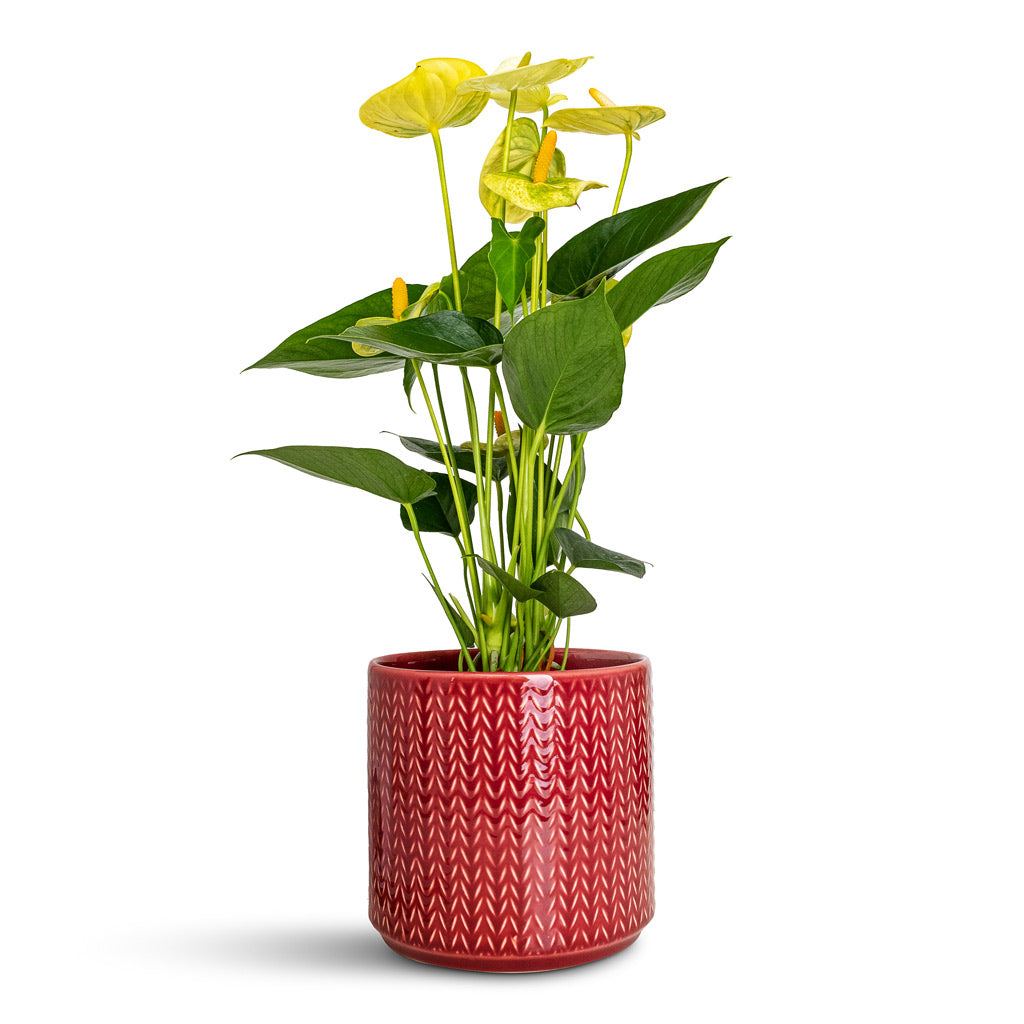 Anthurium Vanilla 12x40cm In Chevron Pot Ruby - 15x15cm