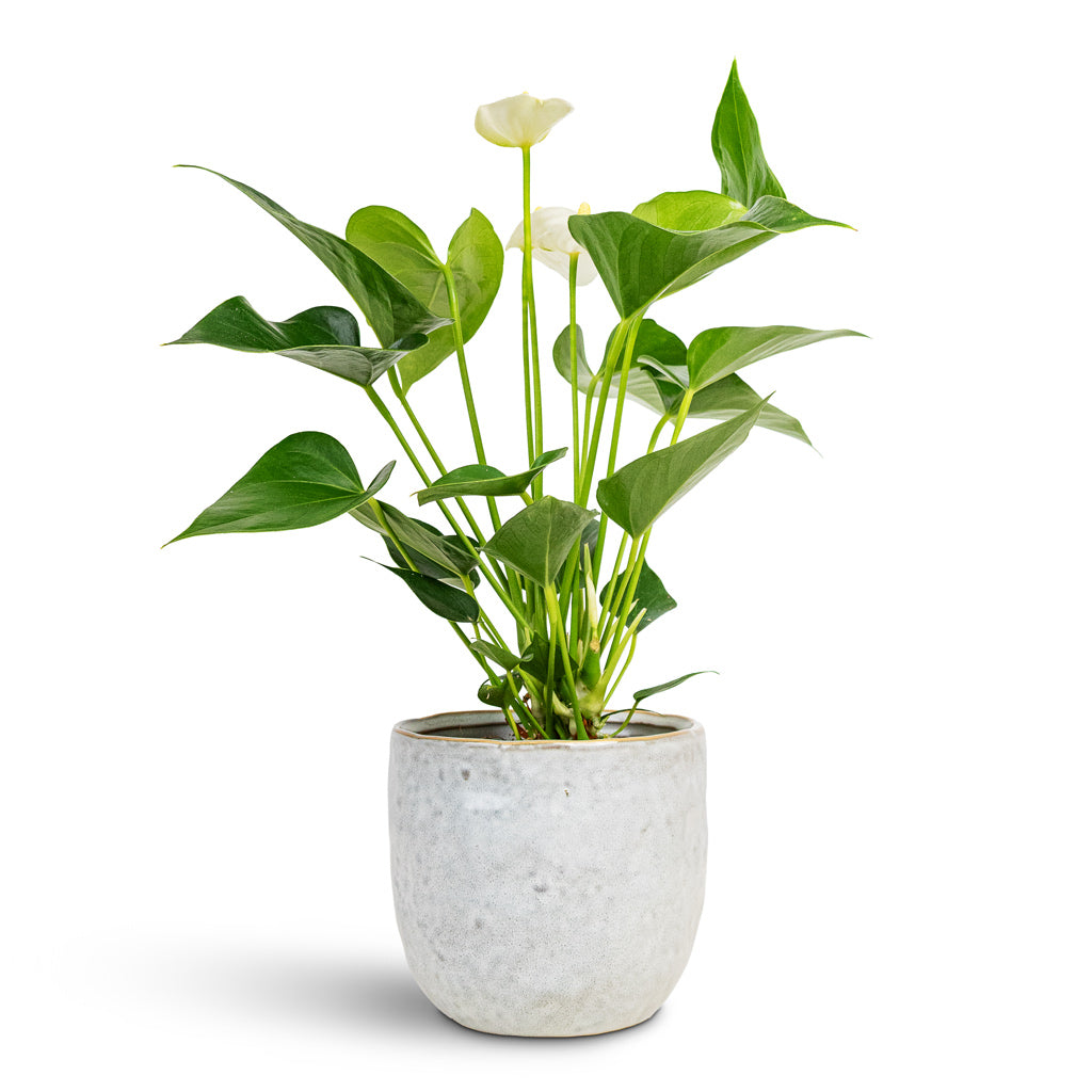 Anthurium White Champion 12x40cm House Plant In Brian Pot Ivory 14x13cm