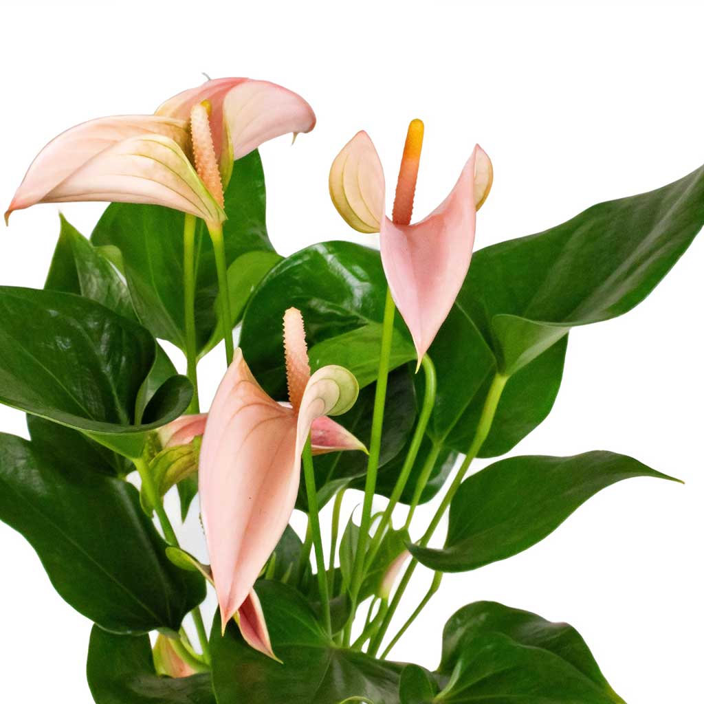 Anthurium Flamingo Flower - Joli Peach & Venetian Plant Pot - Grey