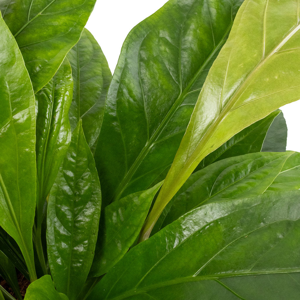 Anthurium elipticum - Jungle Bush & Albero Plant Pot - Cement