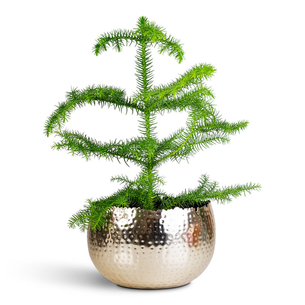 Araucaria heterophylla Norfolk Island Pine - 10x30cm House Plant In Hammered Bowl Nickel with Black - 19x14cm