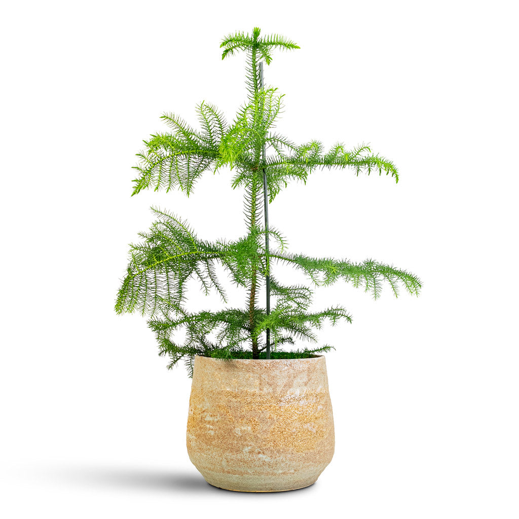 Araucaria heterophylla Norfolk Island Pine 17x50cm In Jelmer Plant Pot Frosted Mint 25x20cm