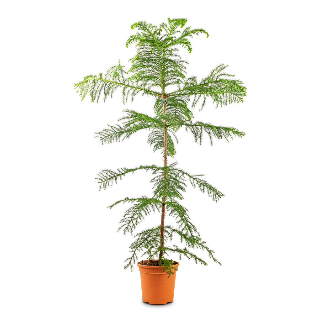 Araucaria heterophylla Norfolk Island Pine - 20x140cm House Plant