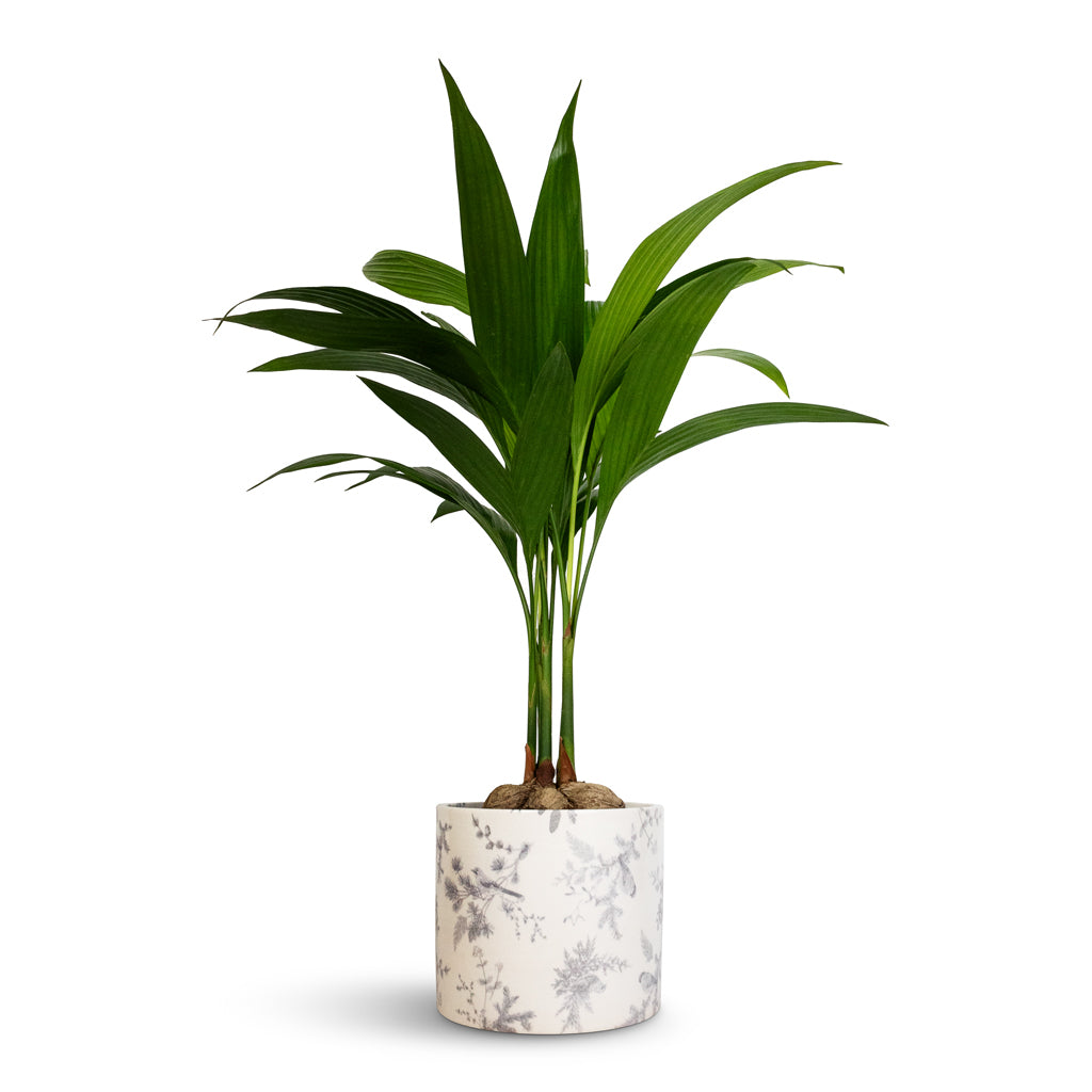 Areca catechu - Betel Nut Palm & Lazzaro Plant Pot - Vintage Bird