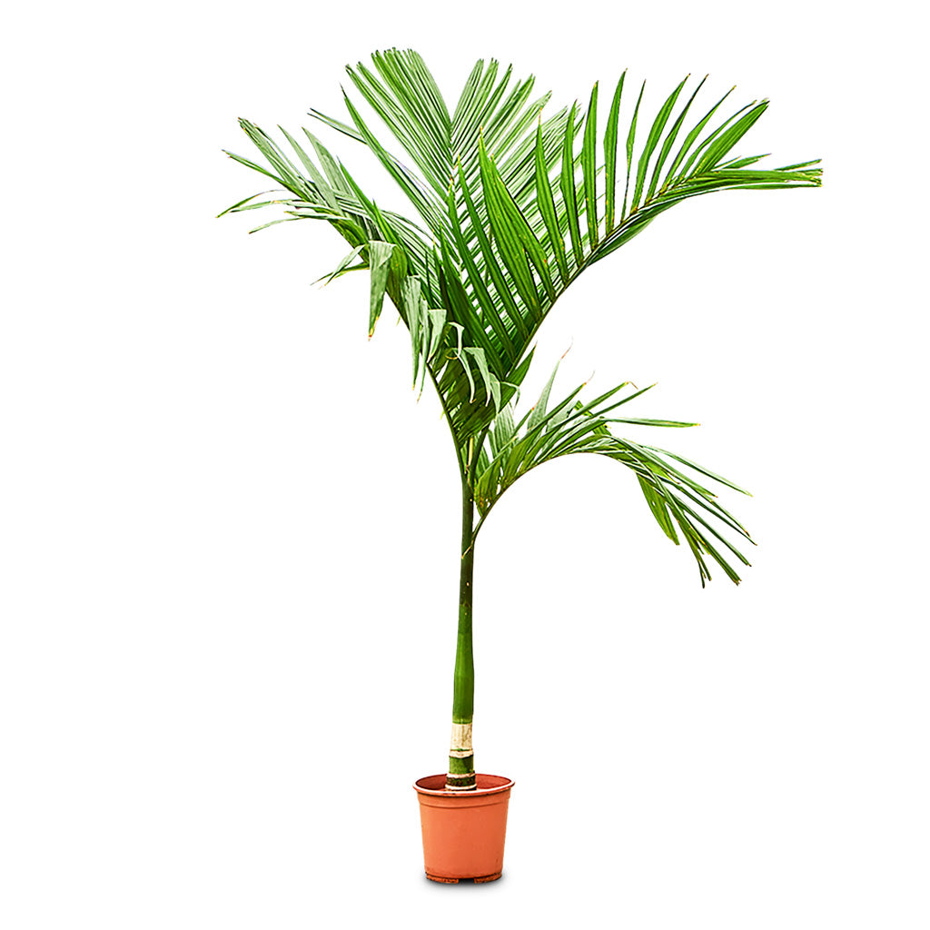 Areca catechu Betel Nut Palm -  27x160cm