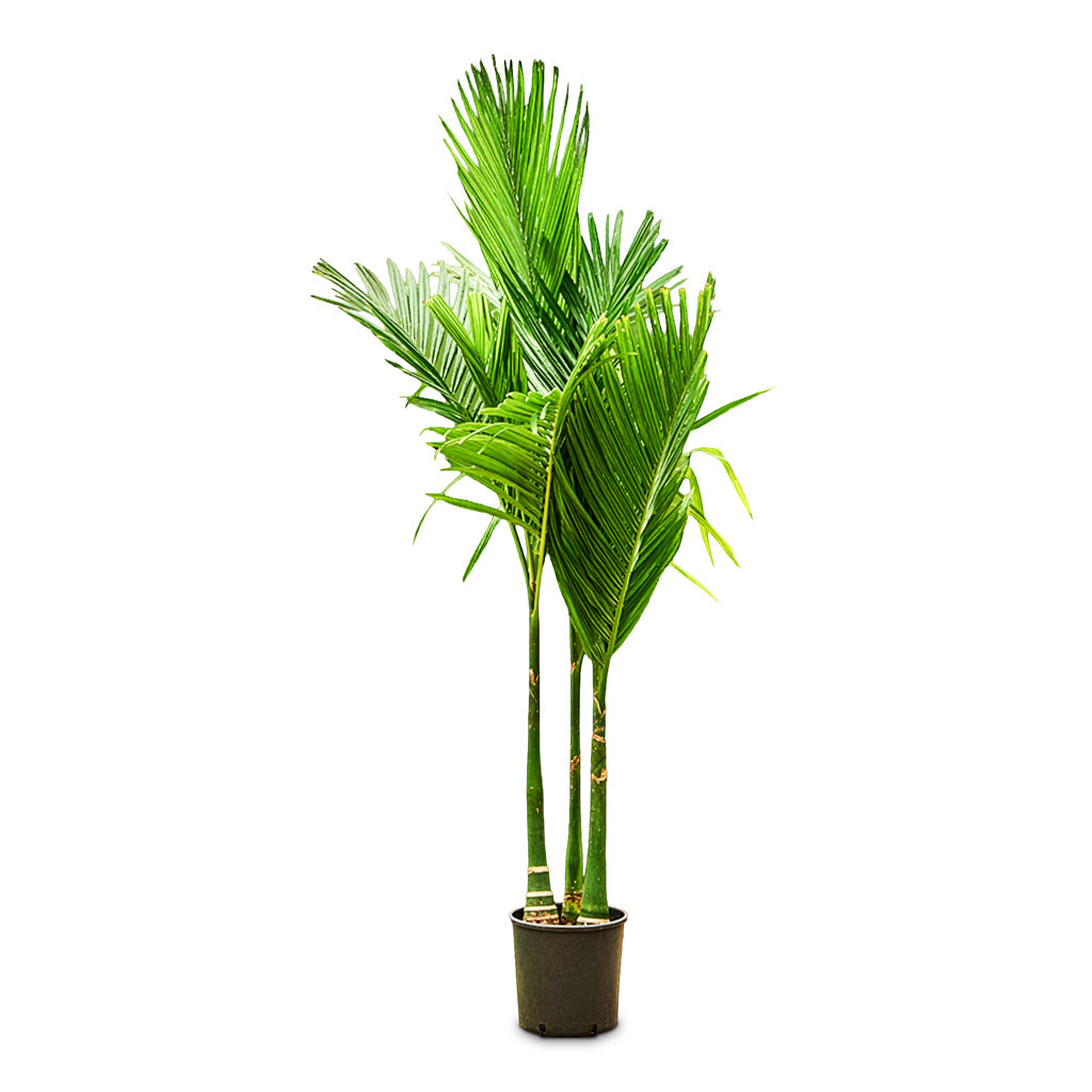 Areca catechu Betel Nut Palm - 27x190cm