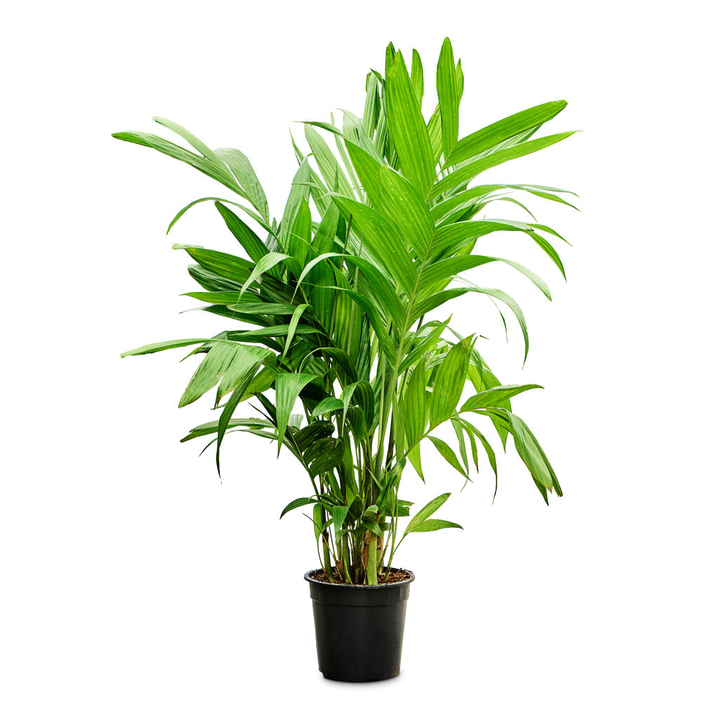 Areca triandra Wild Areca 27x160cm house plant