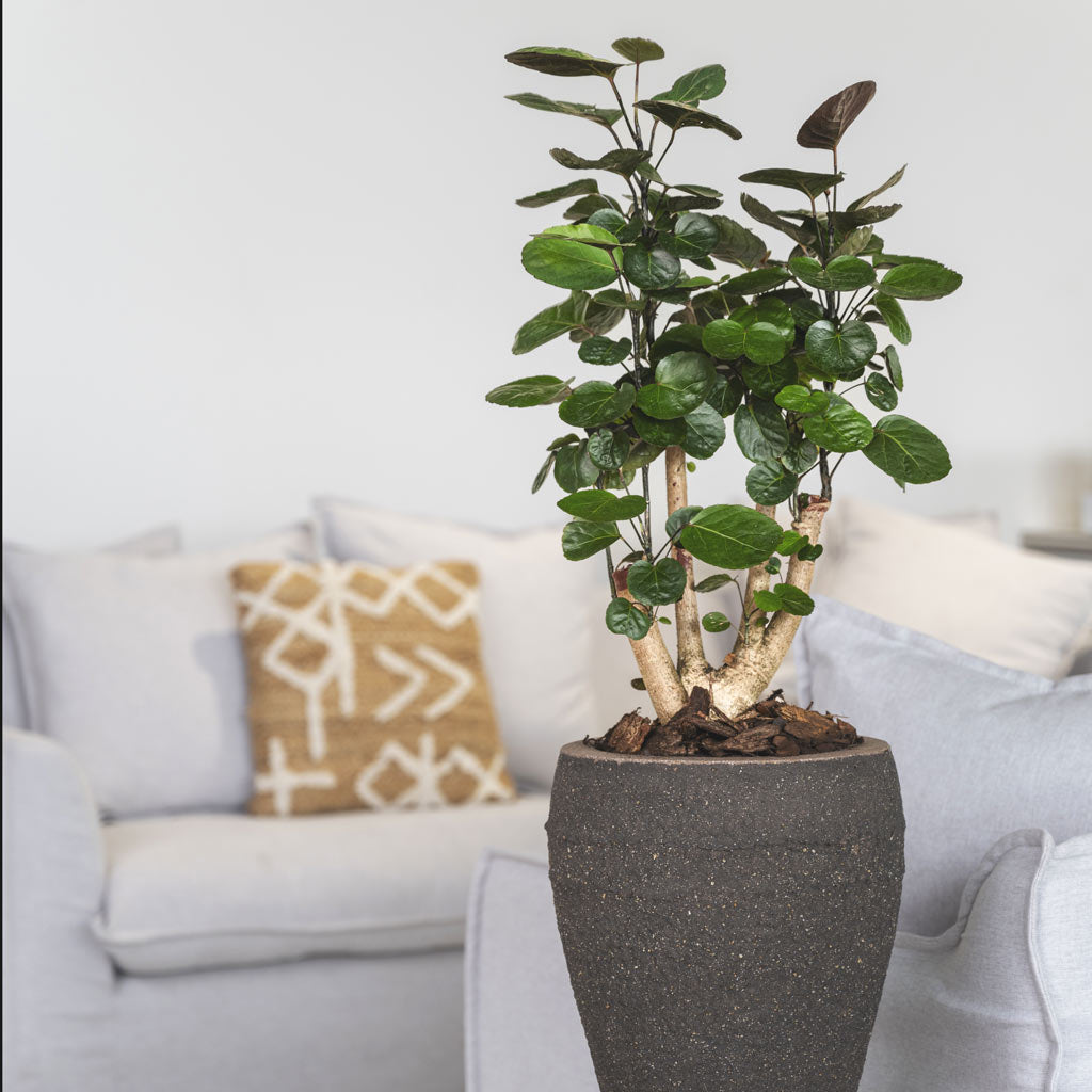 Polyscias Fabian in Ares Mediterranean Umber Brown