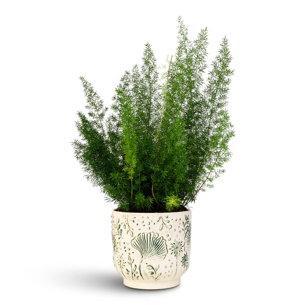 Asparagus Myersii Foxtail Fern 17x60cm house plant in Emilia Pot Green 19x18cm