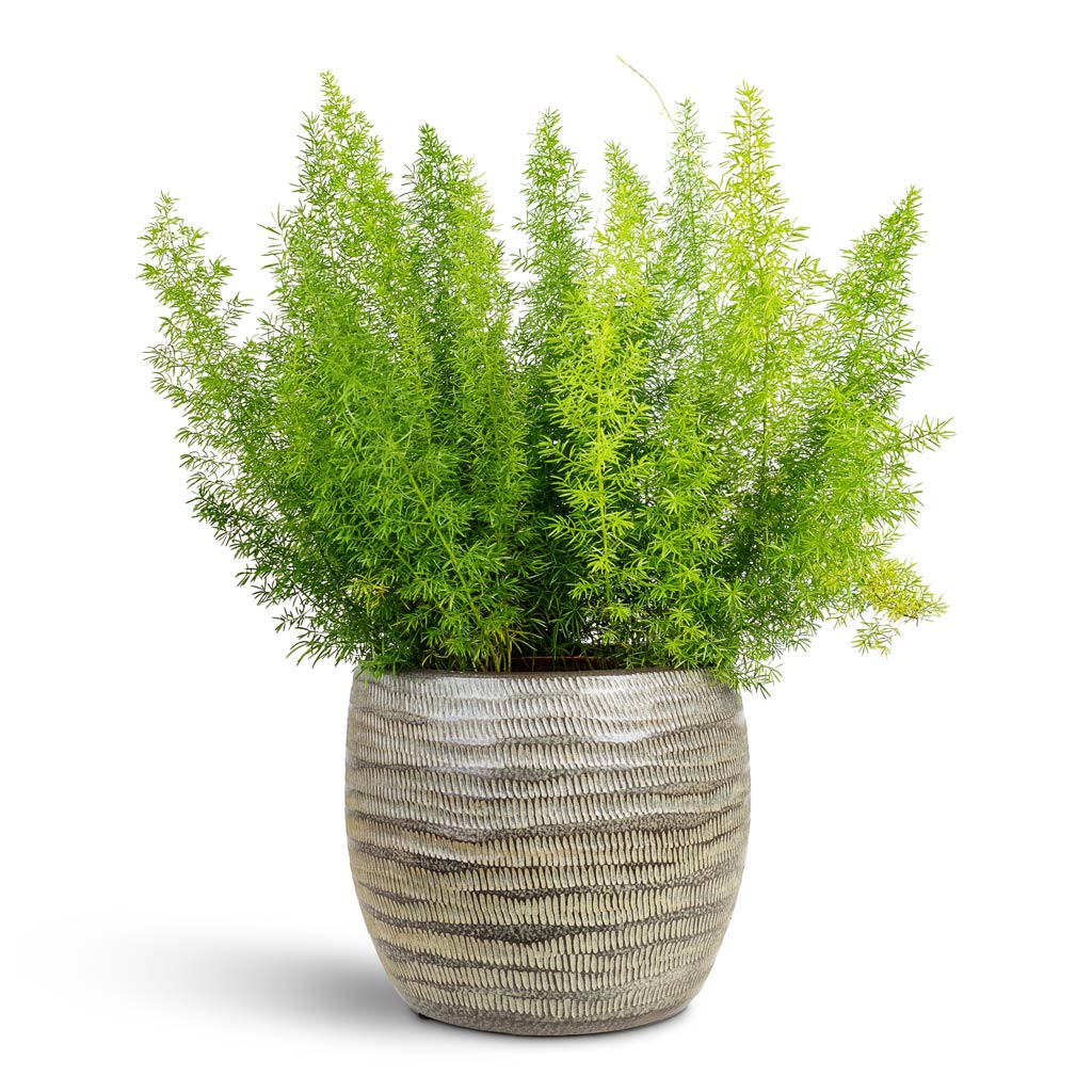 Asparagus Myersii Foxtail Fern 17x60cm House Plant In Manuel Pot Shiny Thyme 22x18cm