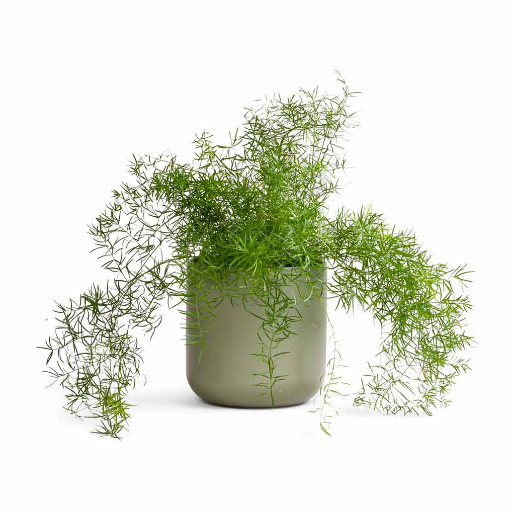 Asparagus densiflorus Sprengeri - Emerald Feather Fern &amp; Lisbon Plant Pot - Sage