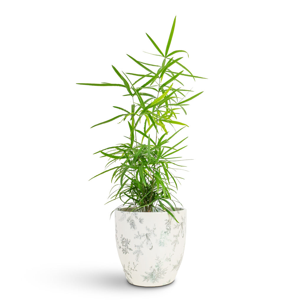 Asparagus falcatus Sicklethorn 12x40cm House Plant In Monza Pot Vintage Bird 13x12cm
